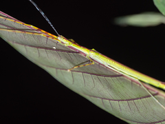 Anarchodes salmanazar