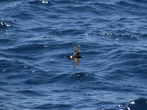 Paíño de Wilson (Oceanites oceanicus)