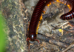 Trigoniulus macropygus