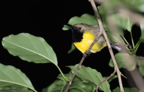 Garden Sunbird (Cinnyris jugularis), photo 8