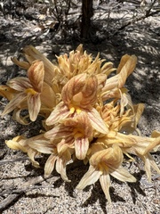Aphyllon californicum feudgei