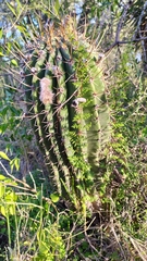 Echinopsis rhodotricha