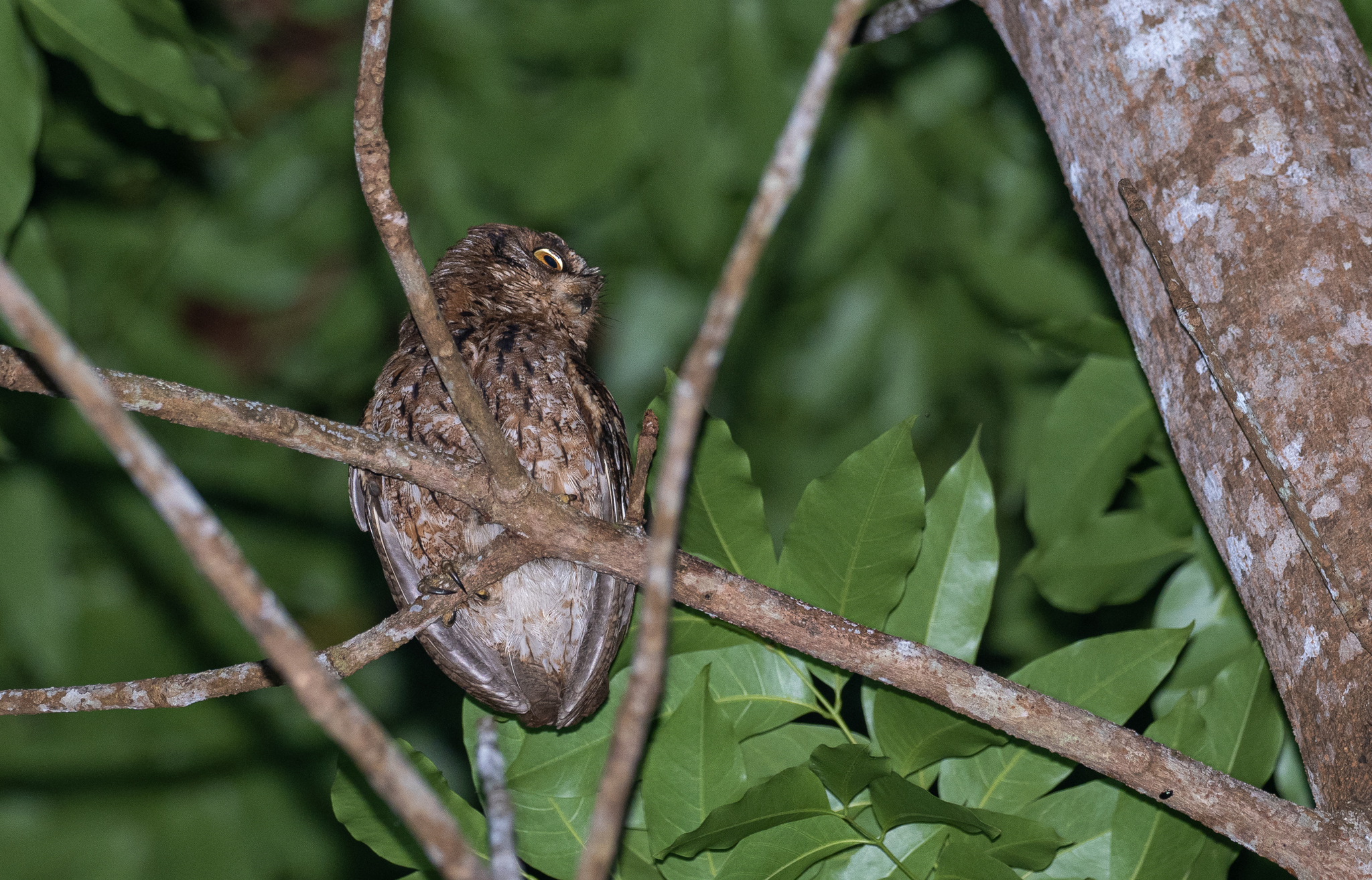 Mantanani Scops Owl (Otus mantananensis), photo 2