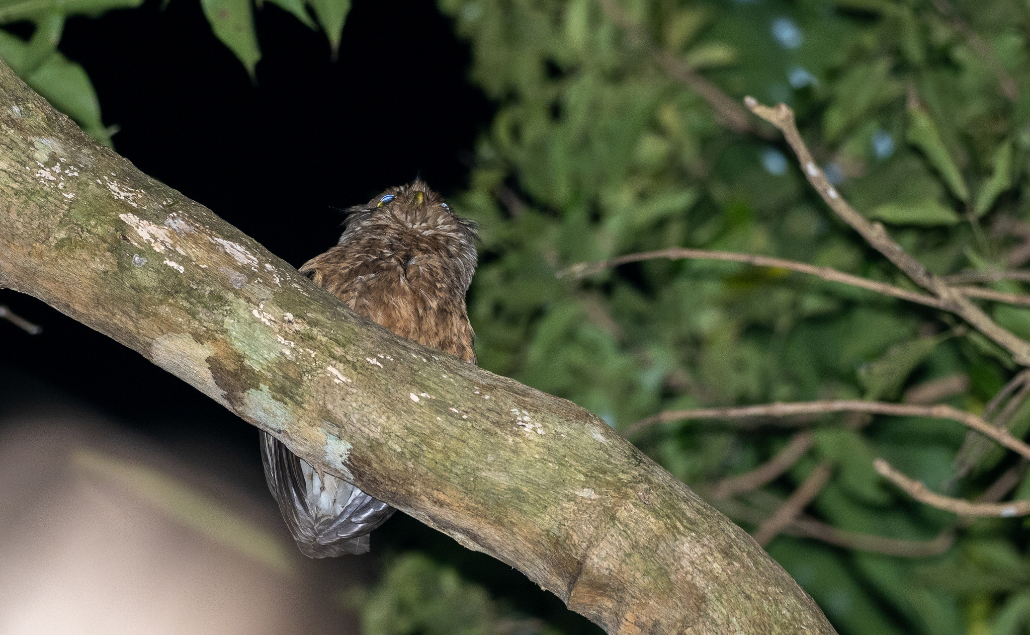 Romblon Boobook (Ninox spilonotus), photo 3