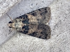 Melipotis agrotoides