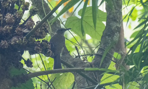 Streak-breasted Bulbul (Hypsipetes siquijorensis), photo 4