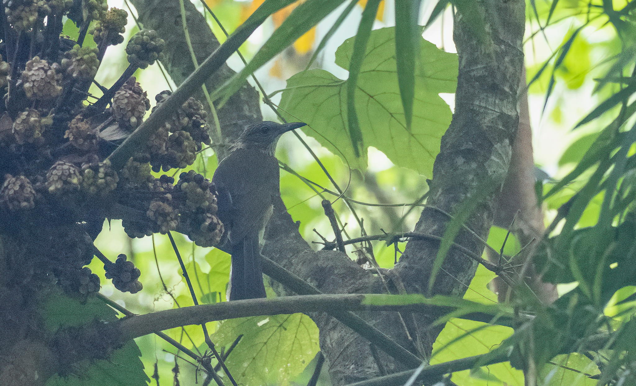 Streak-breasted Bulbul (Hypsipetes siquijorensis), photo 5