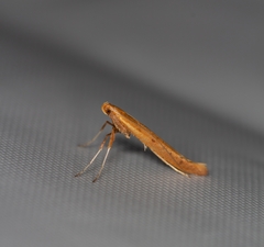 Caloptilia elongella