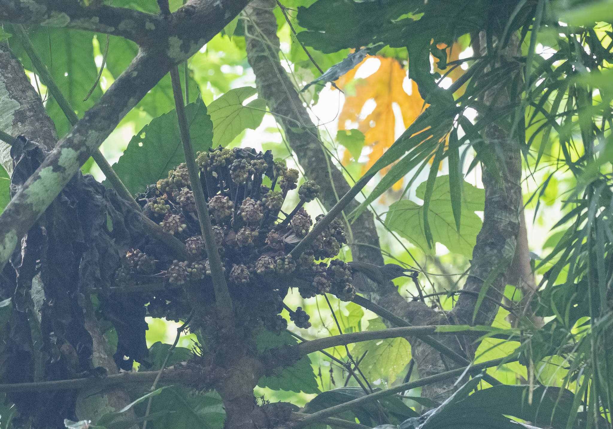 Streak-breasted Bulbul (Hypsipetes siquijorensis), photo 7