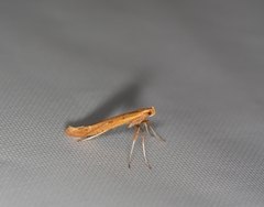 Caloptilia elongella