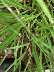 Carex picta