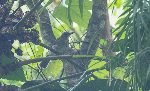 Streak-breasted Bulbul (Hypsipetes siquijorensis), photo 7