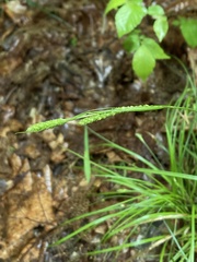 Carex virescens