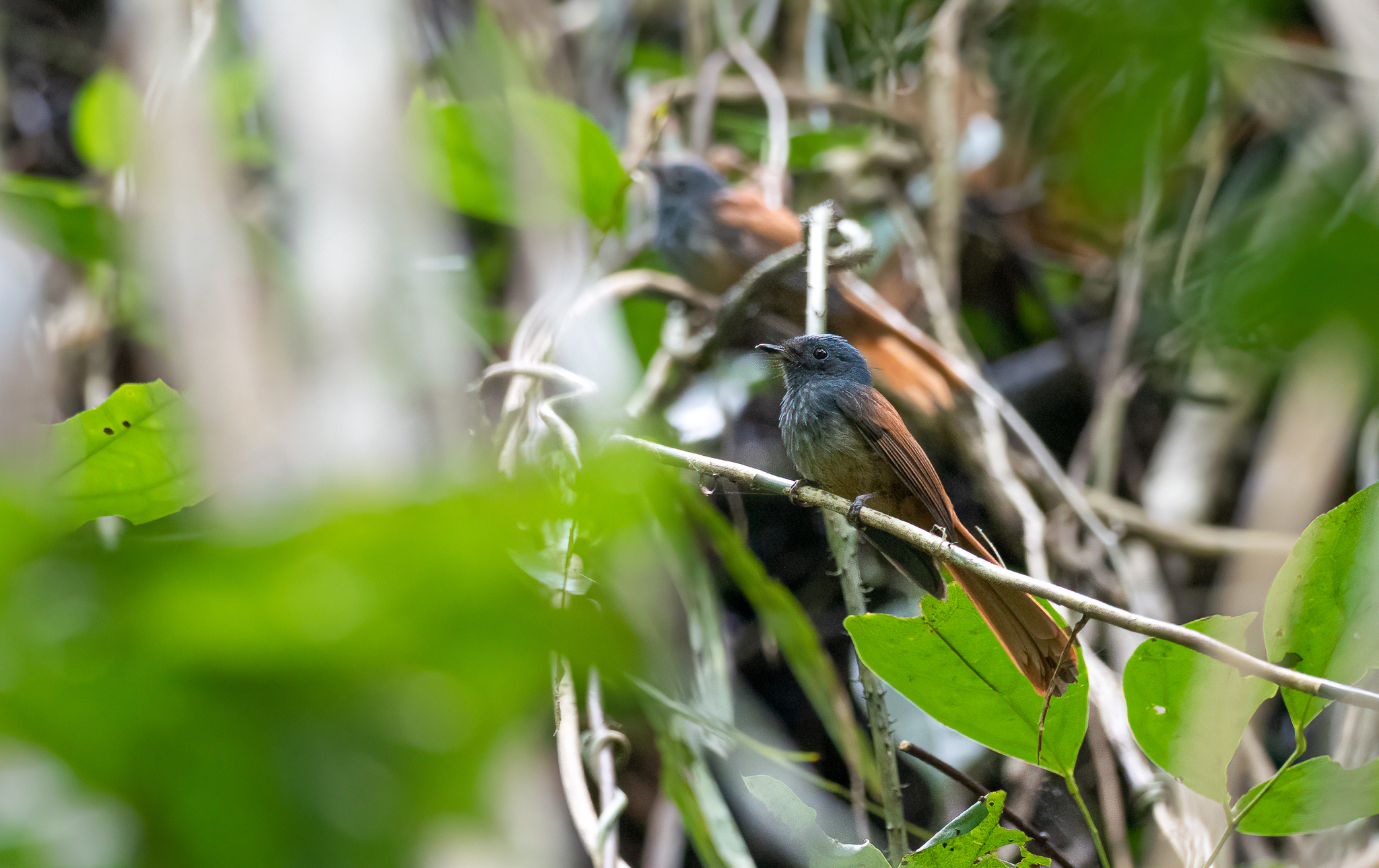 Tablas Fantail (Rhipidura sauli), photo 2