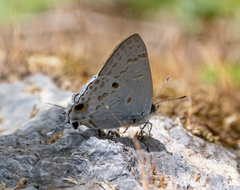 Hypolycaena sipylus