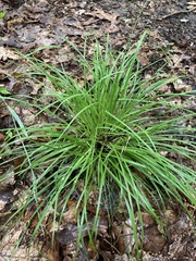 Carex timida