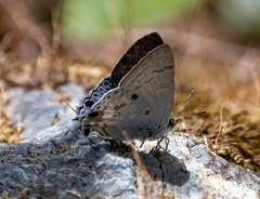 Hypolycaena sipylus