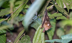Hipposideros diadema