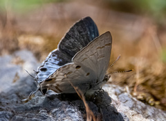 Hypolycaena sipylus