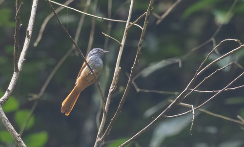 Tablas Fantail (Rhipidura sauli), photo 5