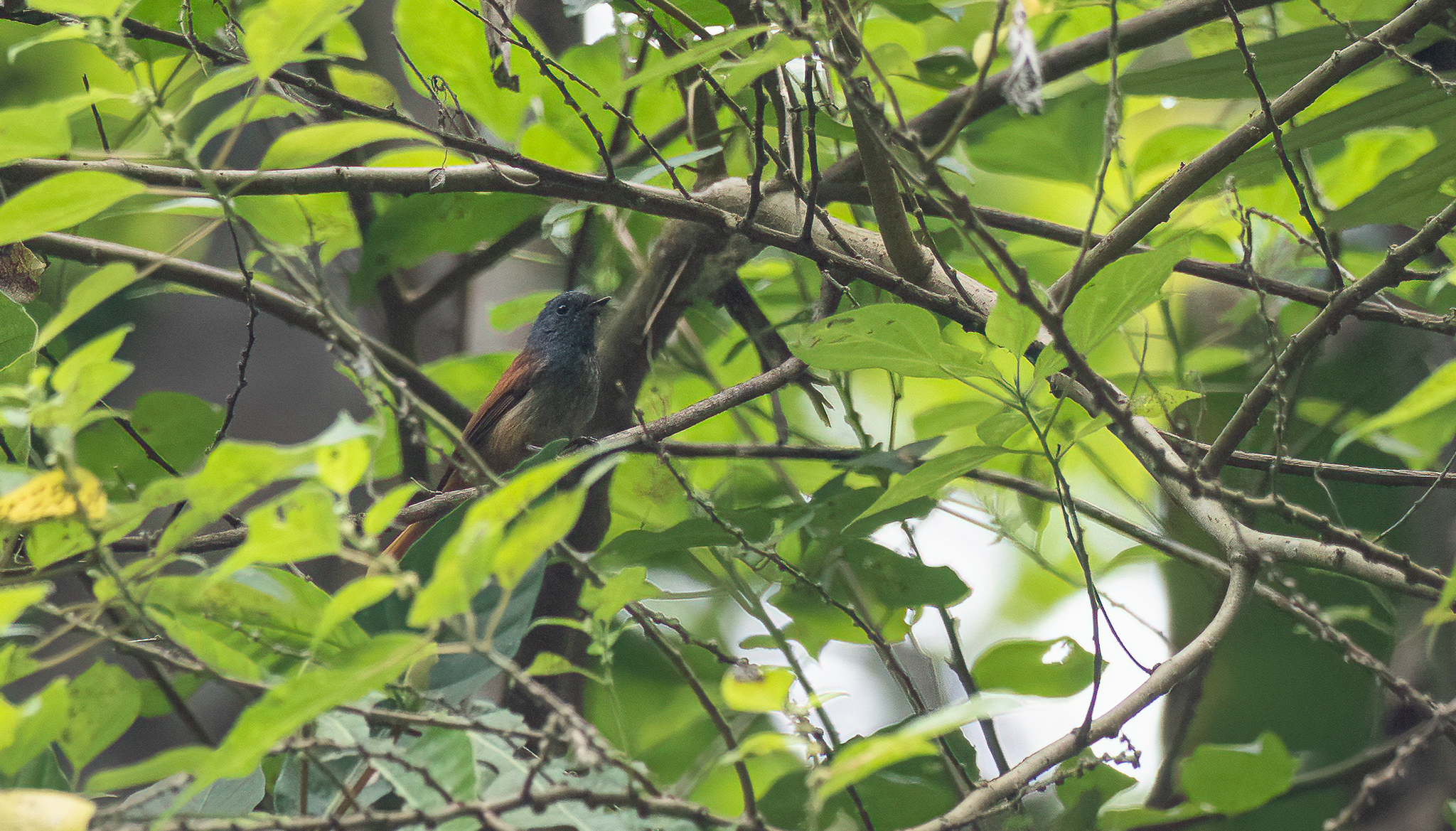 Tablas Fantail (Rhipidura sauli), photo 7