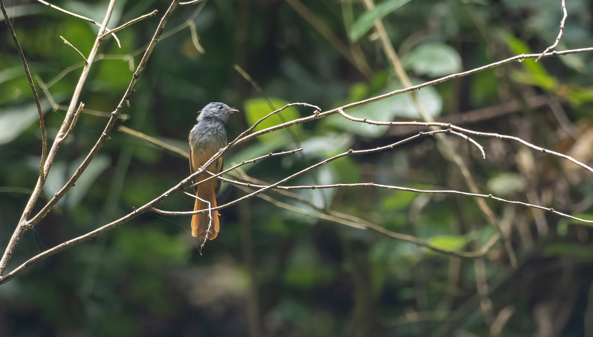 Tablas Fantail (Rhipidura sauli), photo 8