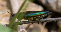 Eurythyrea