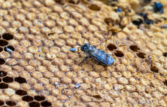 Apis dorsata breviligula