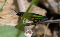 Eurythyrea
