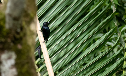 Tablas Drongo (Dicrurus menagei)