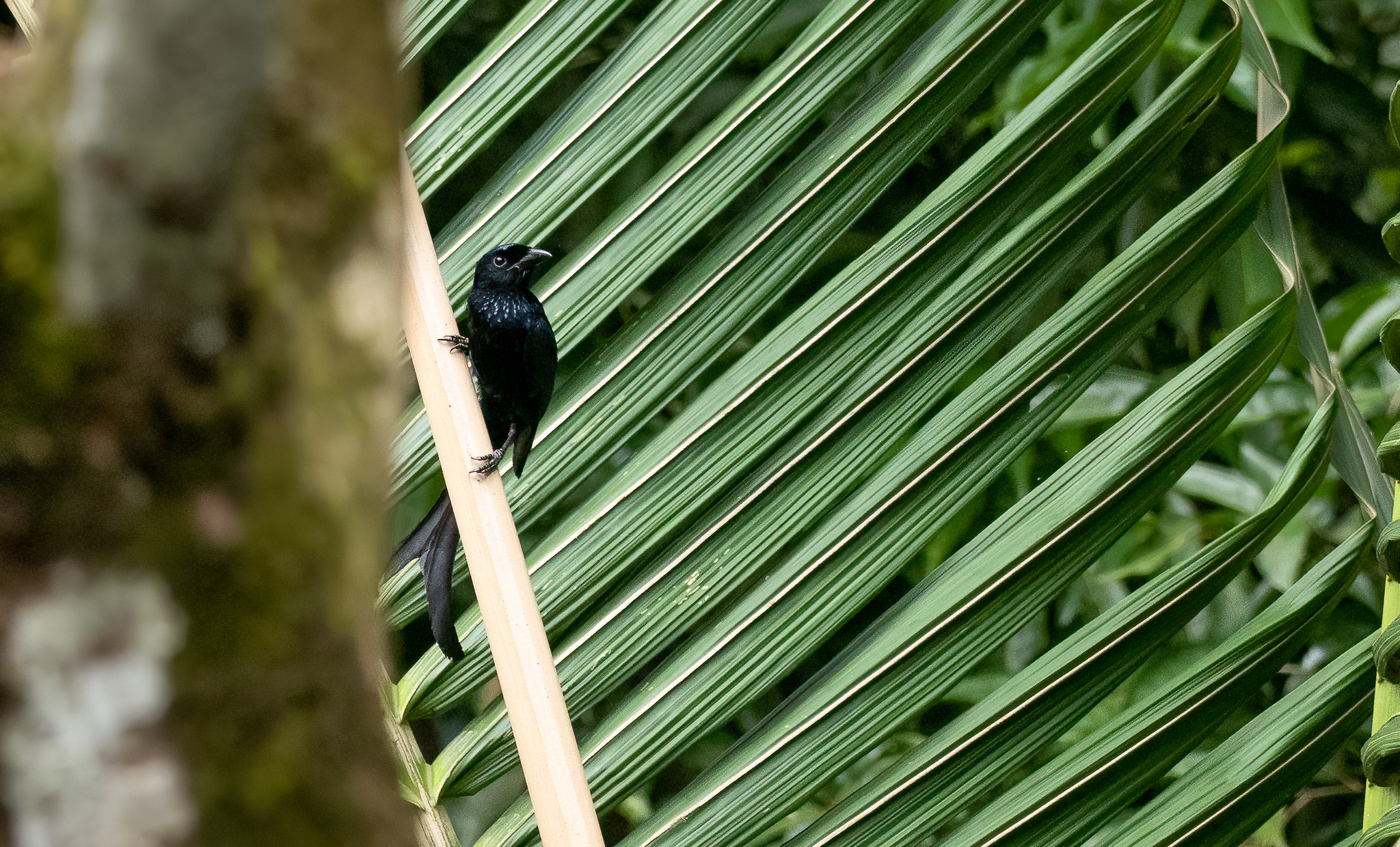 Tablas Drongo (Dicrurus menagei), photo 1