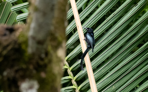Tablas Drongo (Dicrurus menagei), photo 2
