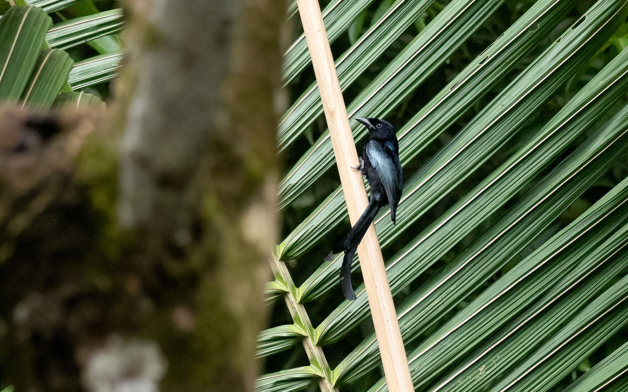 Tablas Drongo (Dicrurus menagei), photo 2
