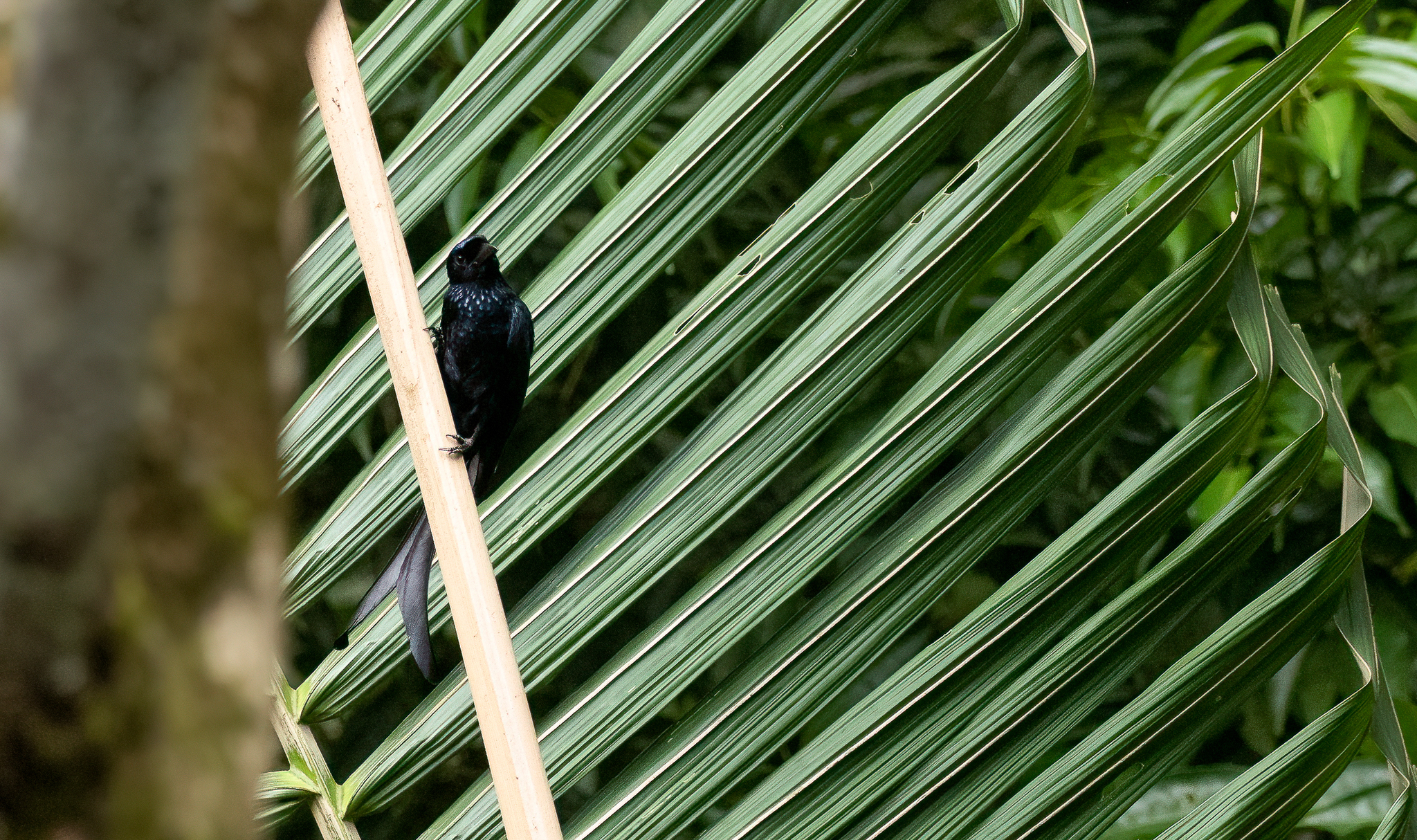 Tablas Drongo (Dicrurus menagei), photo 3