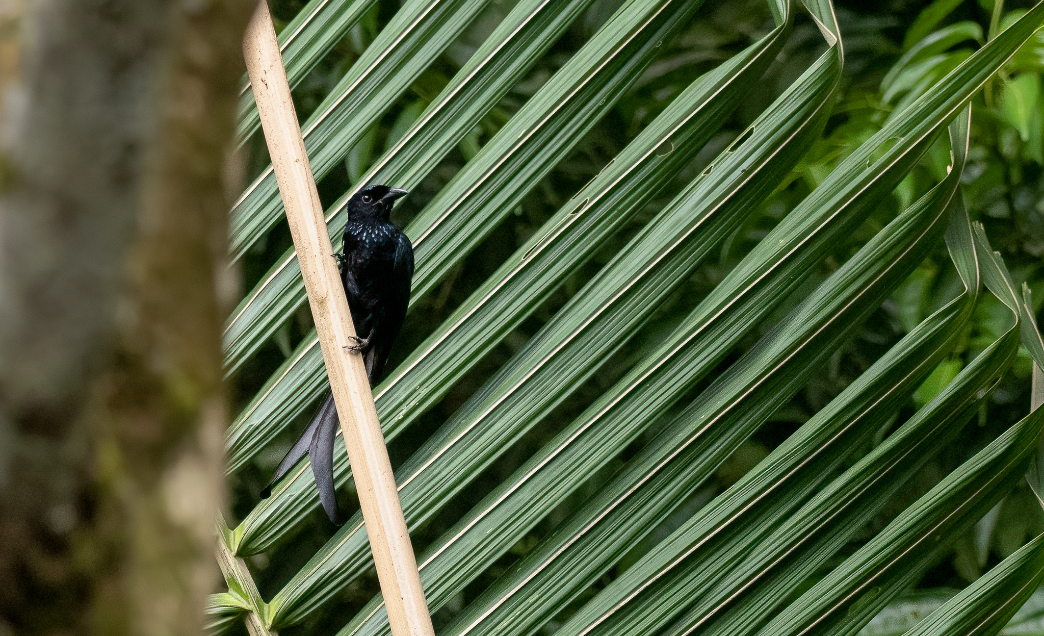 Tablas Drongo (Dicrurus menagei), photo 4