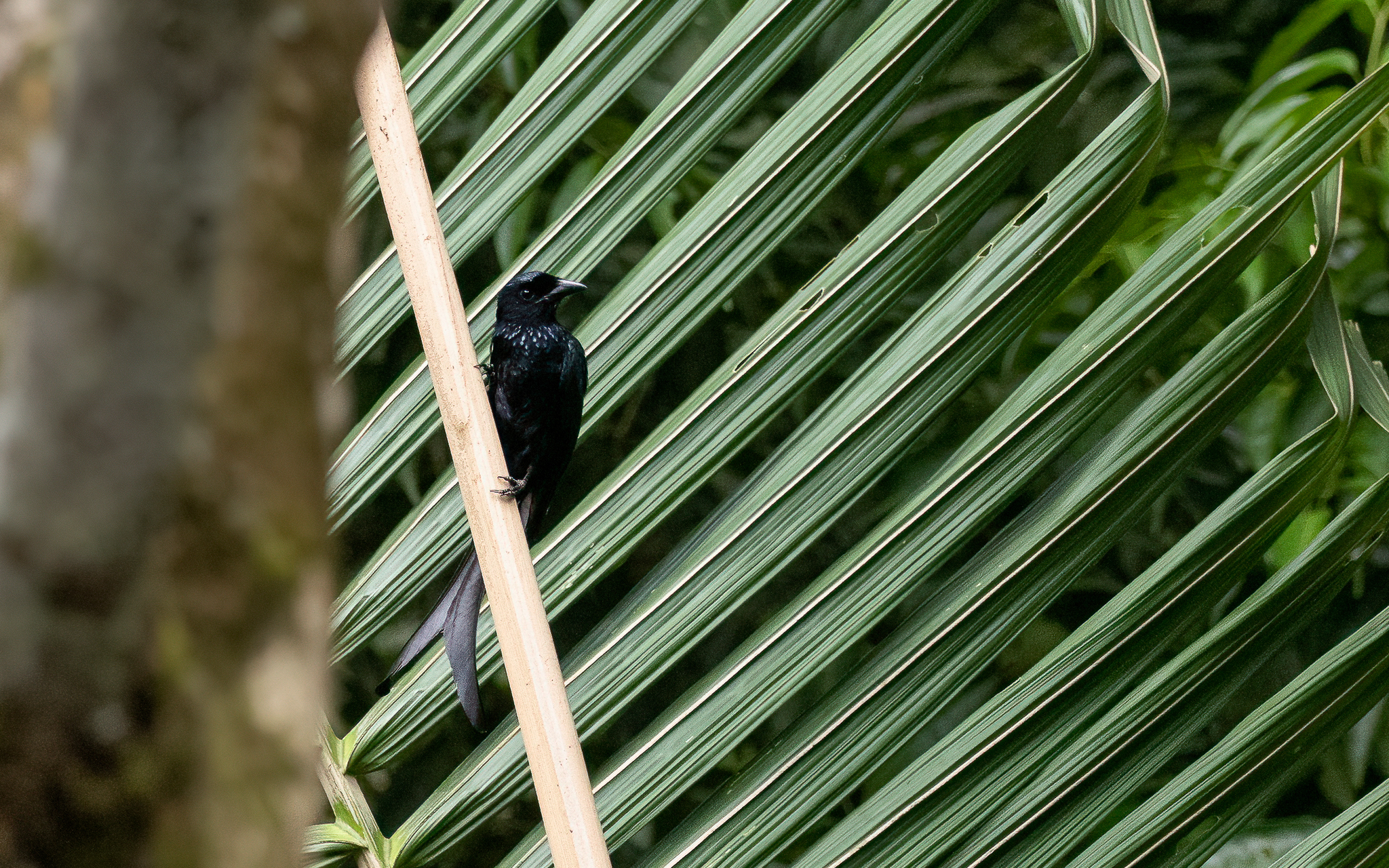 Tablas Drongo (Dicrurus menagei), photo 5