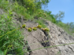Carex tenera