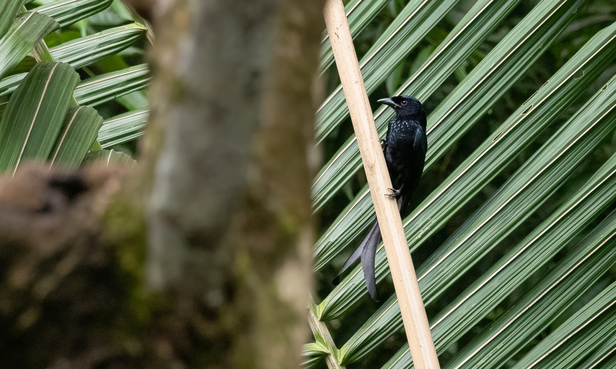 Tablas Drongo (Dicrurus menagei), photo 6