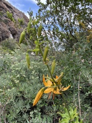 Lilium humboldtii
