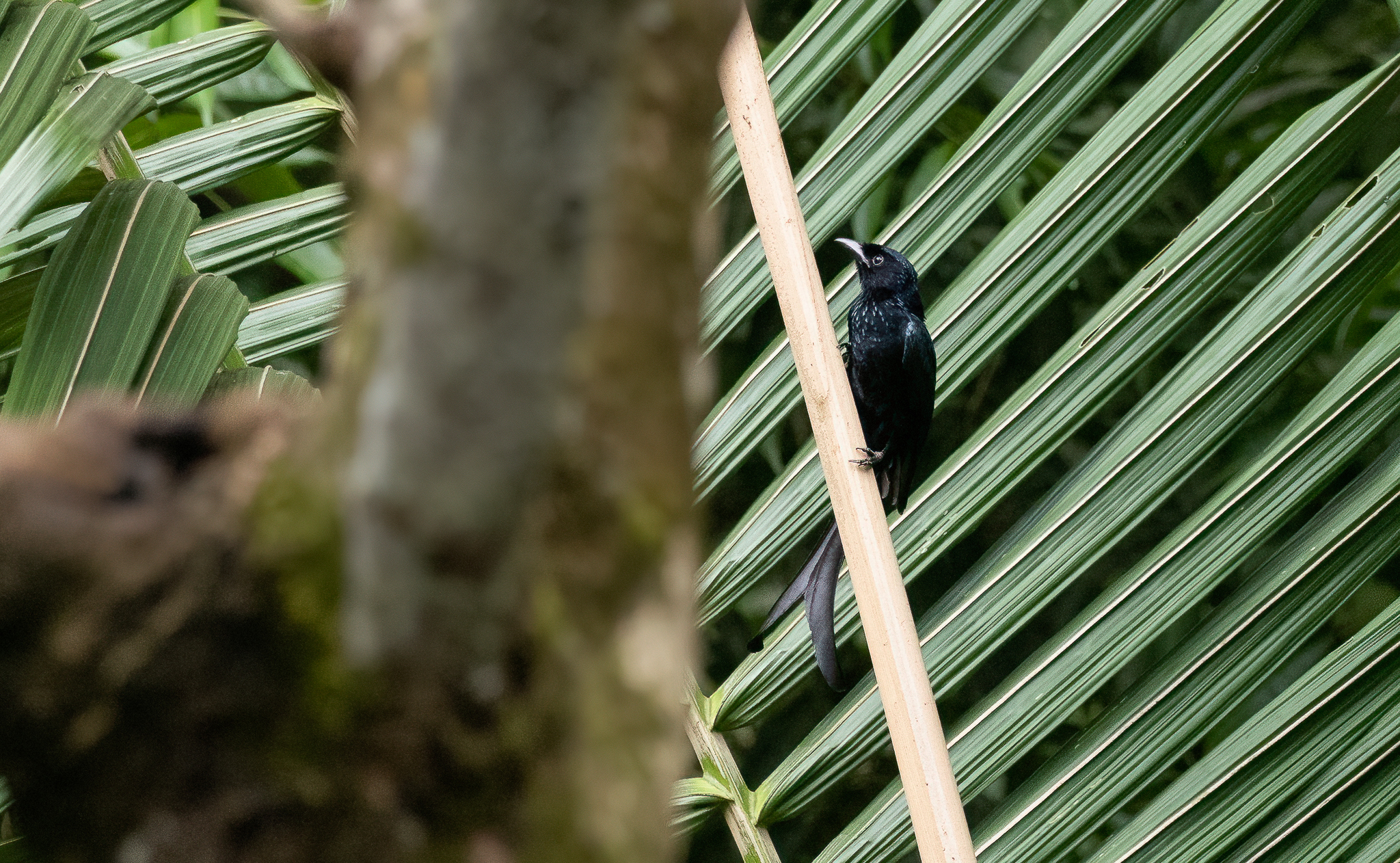 Tablas Drongo (Dicrurus menagei), photo 7