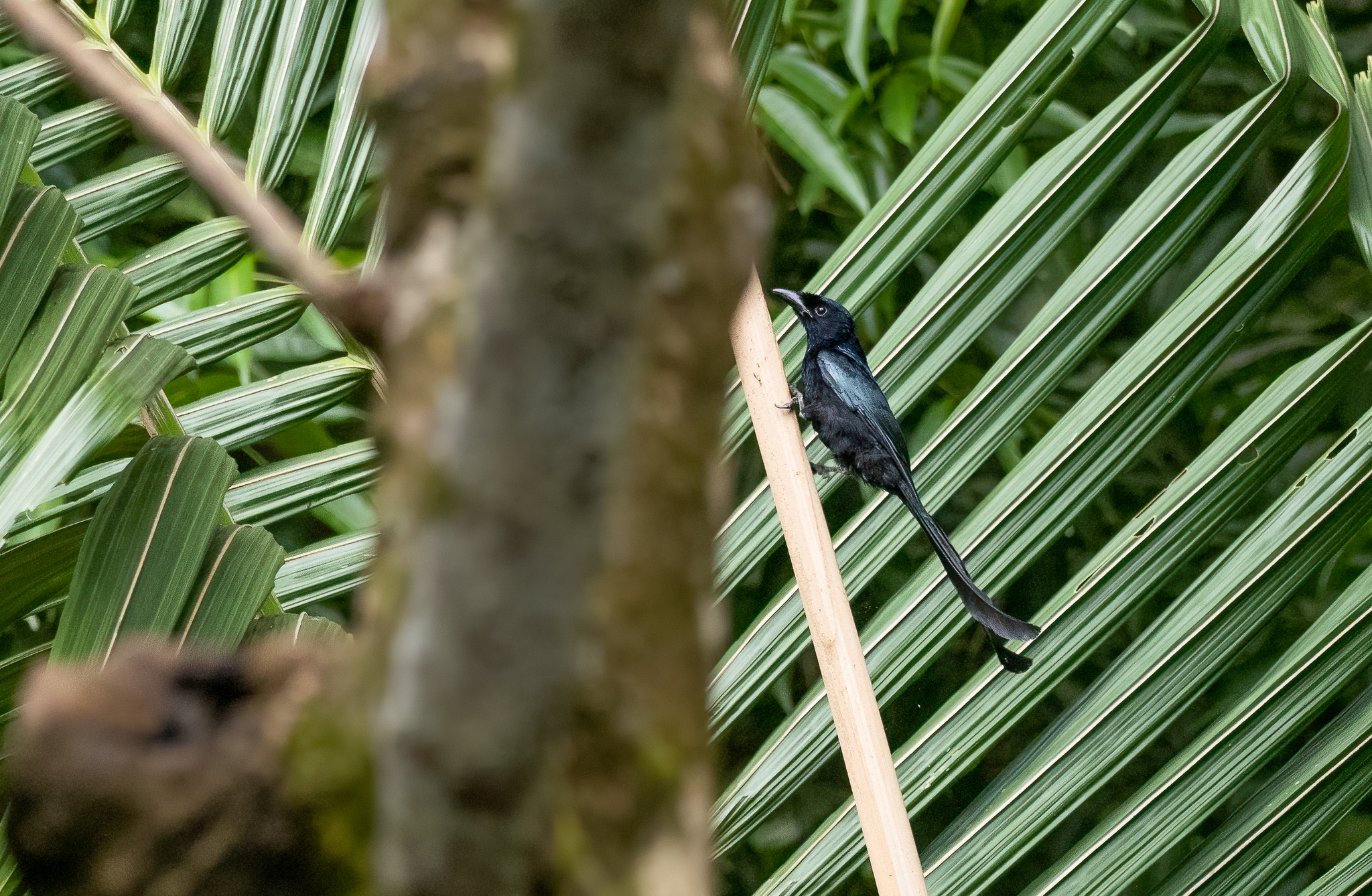 Tablas Drongo (Dicrurus menagei), photo 8