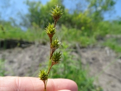 Carex tenera