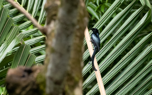 Tablas Drongo (Dicrurus menagei), photo 10