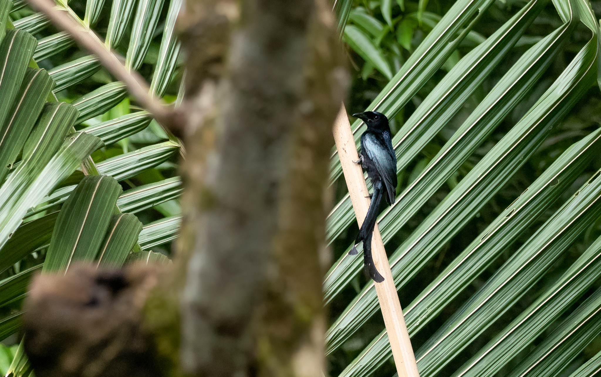 Tablas Drongo (Dicrurus menagei), photo 9
