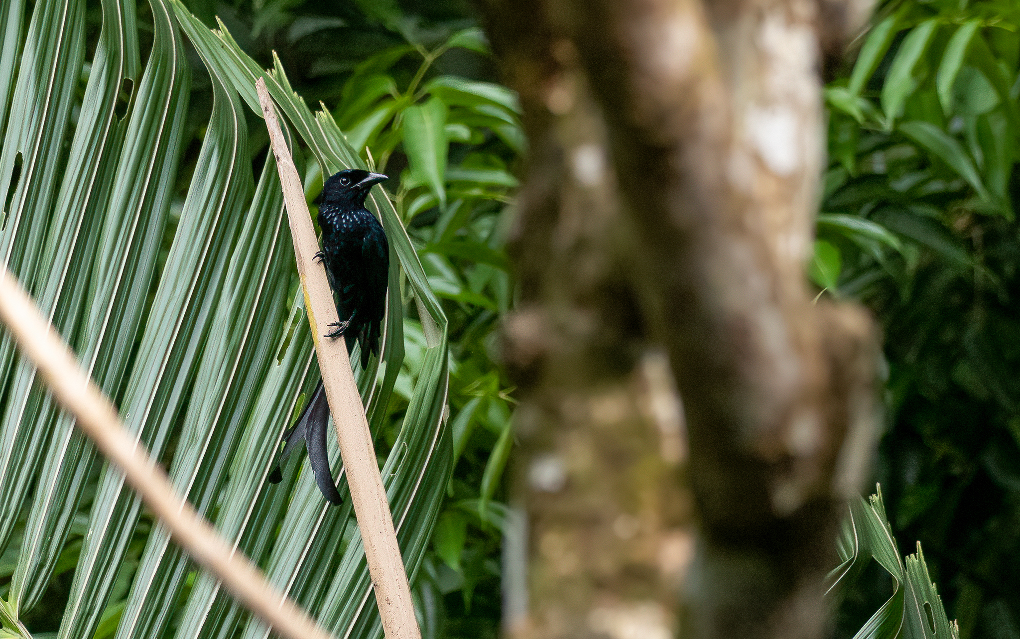 Tablas Drongo (Dicrurus menagei), photo 10