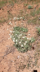 Antennaria argentea