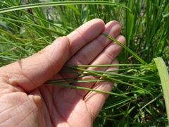 Carex tenera