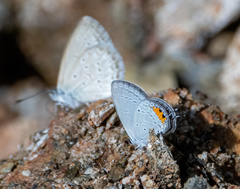 Everes lacturnus
