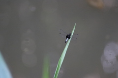 Erythrodiplax unimaculata