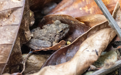 Platymantis dorsalis